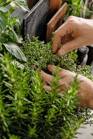 fresh kitchen herbs